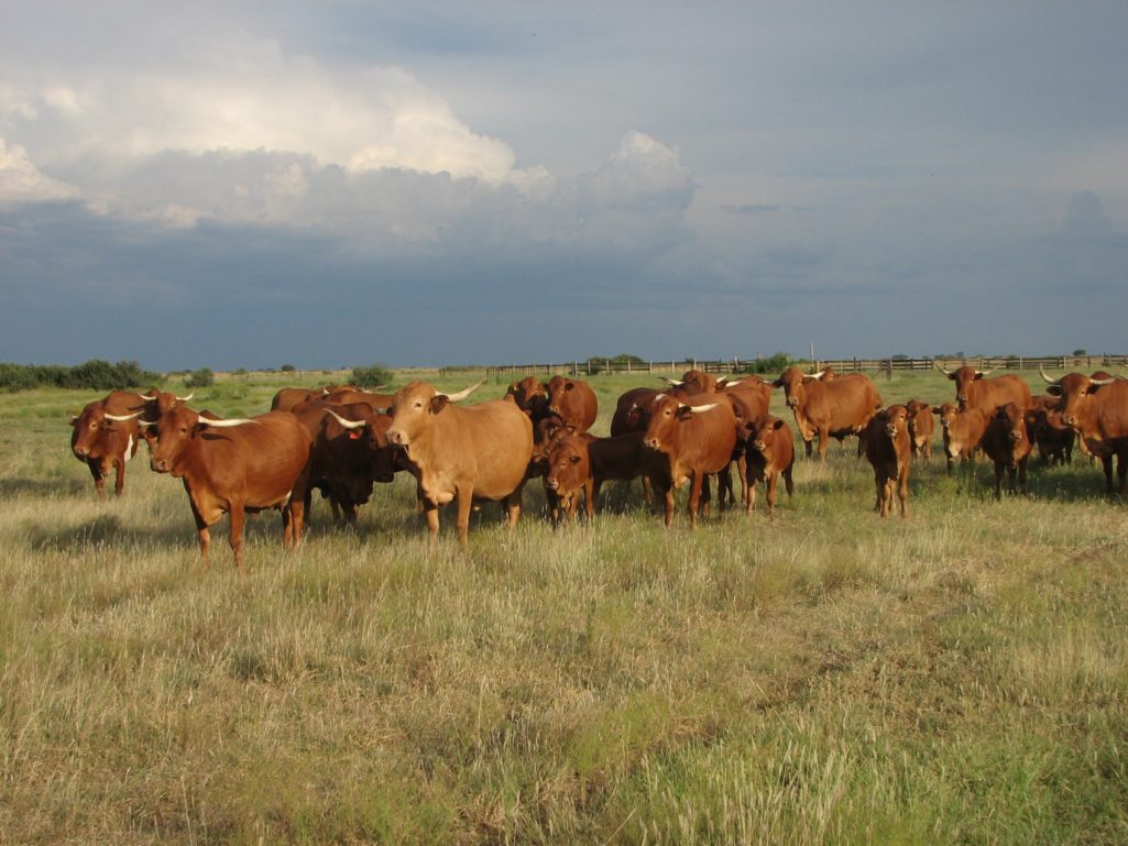 Cattle