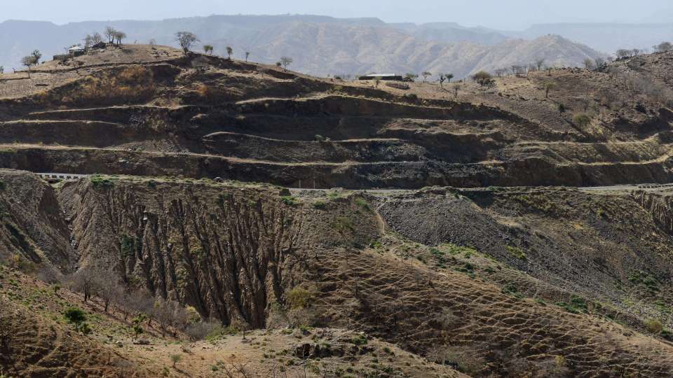 Ethiopia land tree