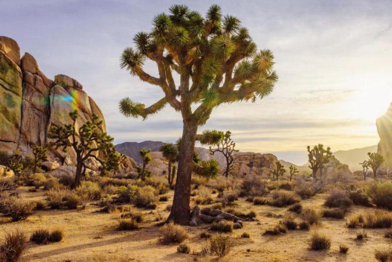 Joshua Tree National Park