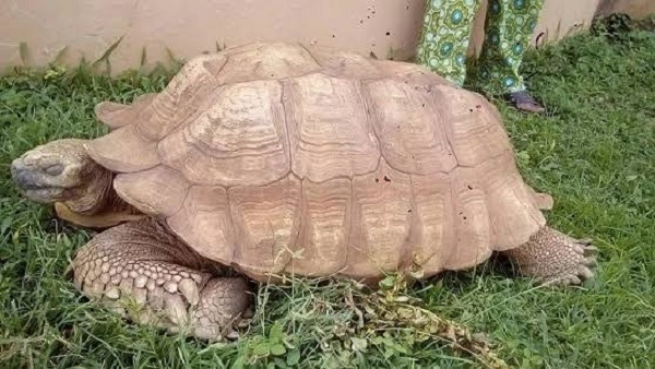 Oldest tortoise in Africa