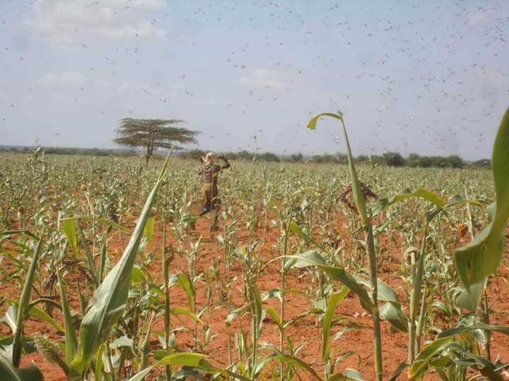 Somalia locust invasion