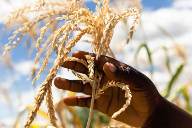 Zimbabwe food crisis