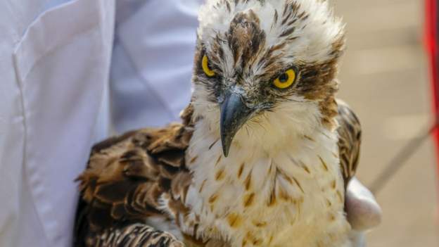 Migratory bird lands in Africa