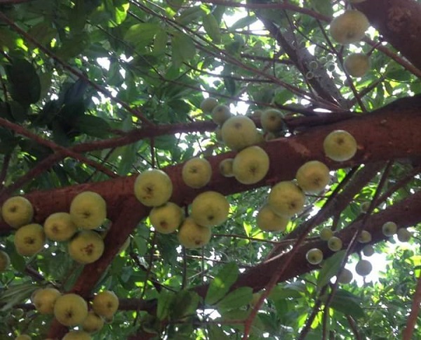 Apple tree in Ghana