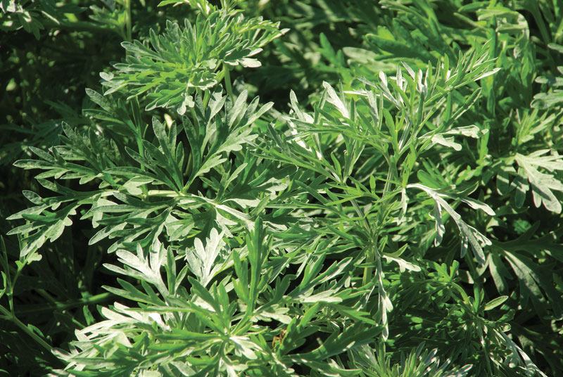 artemisia plant