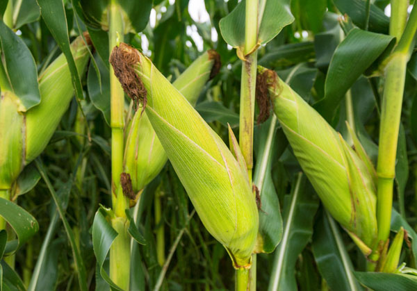 Zimbabwe bans export of maize