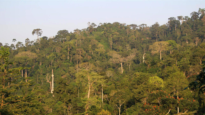 Atewa forest Ghana