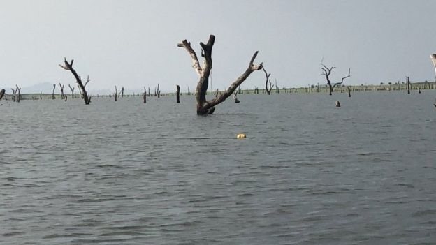 Wood from Volta Lake