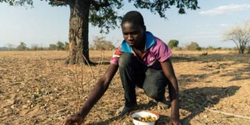 Food crisis in Zimbabwe