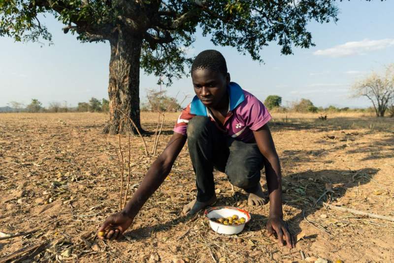 Food crisis in Zimbabwe