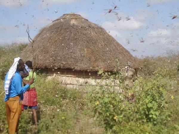 Locusts invasion in Somalia